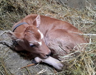 Сімейна ферма на Львівщині планує вирощувати корів джерсейської породи